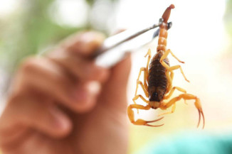 Dourados registra 84 acidentes com animais peçonhentos em 2022