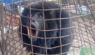 De macaco dentro do forno a onça parda no centro de Dourados, PMA resgata 5,2 animais silvestres por dia
