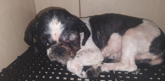 PMA autua 50 infratores por maus-tratos a animais em 2022 e aplica R$ 1,2 milhão em multas, número 93% superior ao ano anterior