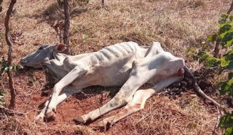 Multas expedidas por maus-tratos a animais dobram em 1 ano em MS e chegam a R$ 1,2 milhão