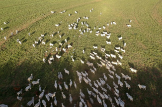Mapa receberá contribuições da sociedade sobre rastreabilidade na cadeia produtiva de carnes de bovinos e de búfalos