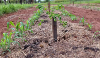 Estudo avalia técnicas sustentáveis de implantação de espécies florestais nativas para sistemas silvipastoris