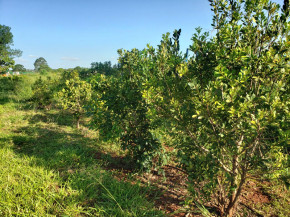 Produção da erva-mate despenca em MS e pesquisadores buscam solução
