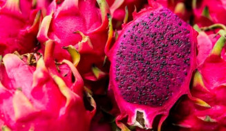 Pesquisa estuda melhor forma para cultivo da pitaia em Mato Grosso do Sul