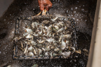 Publicação aborda o manejo alimentar na piscicultura