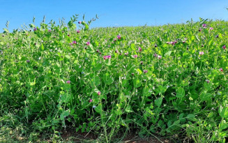  Cultivar de ervilha é testada com sucesso para adubação verde e cobertura de solo