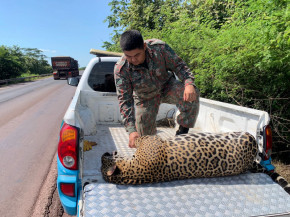 Onça-pintada de 105 quilos morre atropelada na BR-262 