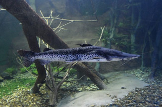 União permite pesca do pintado e Governo de MS e ICMBio vão fazer monitoramento da espécie 