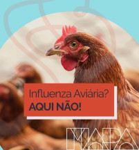 Campanha sobre Influenza Aviária visa alertar população para ajudar o Brasil a continuar livre da doença