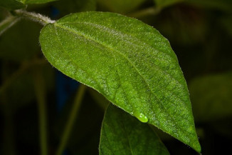 Chuva aumenta relatos de ferrugem da soja na safra 22/23