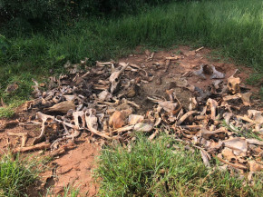Polícia Civil apreende arma, munições e descobre “cemitério” de carcaças de bovinos