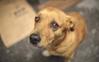 Projeto veda investidura em cargo público de condenado por maus-tratos a animais