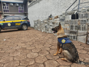 1,8t de droga é encontrada em caminhão; é a maior apreensão de cocaína da história da PRF
