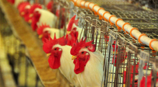 Iagro intensifica ações de conscientização sobre gripe aviária  em MS
