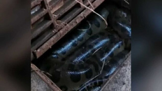 Fugindo das pessoas, sucuri se esconde dentro de bueiro em Bonito