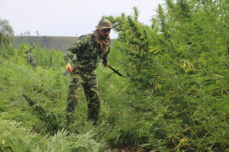 operação policial destrói 143 hectares de maconha na fronteira