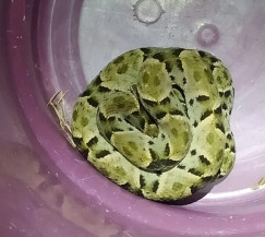 Polícia Militar Ambiental de Dourados captura serpente peçonhenta da espécie jararaca em restaurante do Exército