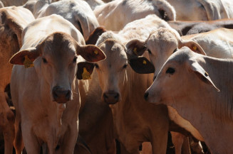 Portaria proíbe vacinação contra febre aftosa em sete unidades da Federação