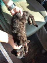 Espécie rara de gato é capturado em Dourados