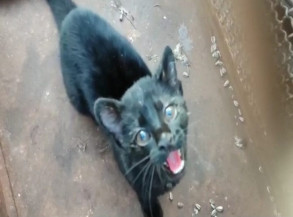 PMA de Dourados captura gato-maracajá que consta na lista de espécie em extinção em residência e capivara em empresa funerária