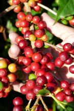 Pesquisa garante protagonismo da cafeicultura brasileira
