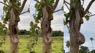 Jiboia fica camuflada em árvore para devorar anu