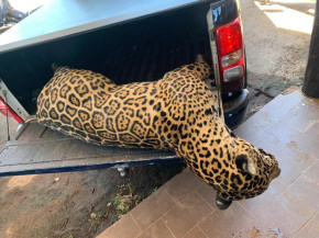 Onça é encontrada morta após atropelamento no Pantanal