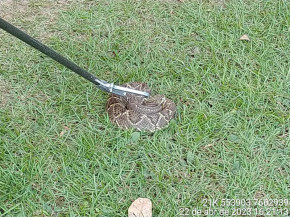 Serpente é capturada pela PMA em jardim de hotel