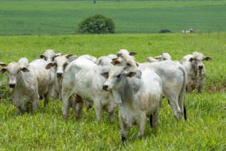 Febre Aftosa: 73 milhões de bovinos e bubalinos devem ser vacinados na primeira etapa da campanha