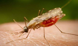 Entenda o comportamento do mosquito vetor da malária e saiba como se proteger
