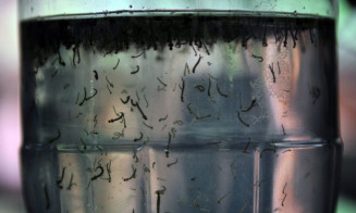 Saúde lança campanha após aumento da dengue, Zika e chikungunya
