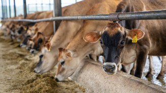 Brasil poderá exportar aditivos de alimentação de bovinos para a Argentina