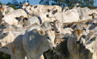 Cerca de 73 milhões de bovinos e bubalinos deverão ser vacinados contra aftosa até o fim do mês