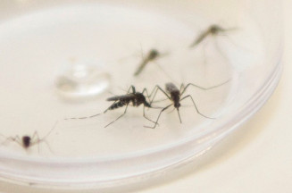 Após 15 anos, dengue tipo 3 é detectada no Paraná e deixa MS em alerta