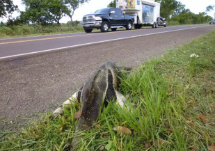 Para reduzir acidentes contra animais, Governo instala 40 km de cerca na MS-040