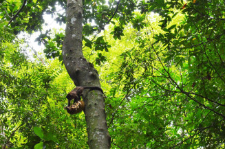 Brasil inicia processo de revisão das metas para conservação da biodiversidade
