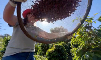Conab projeta cenário positivo na produção brasileira de café este ano