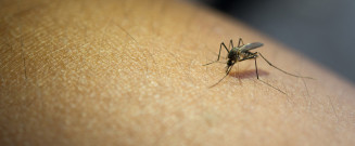 Mulher de 67 anos é a 27ª vítima de dengue em MS