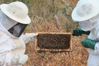 Encontro Técnico Agrocooperação reúne interessados na integração soja-abelha
