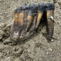 Mulher acha dente de mastodonte de 1 milhão de anos nos EUA
