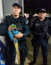 Polícia Militar resgata Arara machucada em Sonora