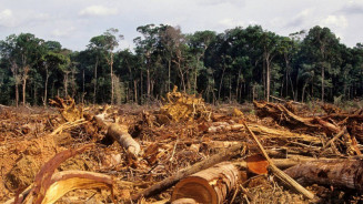 MS registra 12% de área desmatada em 2022