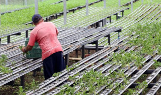 CCJ aprova prioridade para inovação tecnológica na política de agricultura familiar