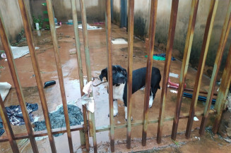 PMA resgata cão vítima de maus tratos em MS