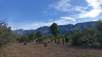 Pantanal é reflorestado com mais de 25 mil árvores nativas