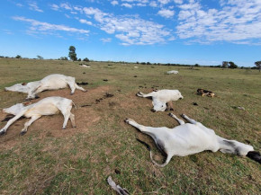 Mais de mil animais morrem por causa do frio em MS