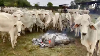 Com morte de animais em MS, produtor faz fogueira para aquecer o gado
