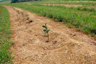 Dia Nacional do Plantio Direto será em outubro