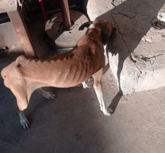 Polícia Civil resgata animal em situação de maus-tratos e autua tutores 