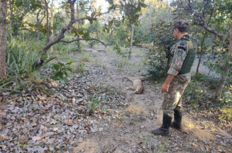 Dois homens são presos em flagrante  por matarem onças-pardas em MS